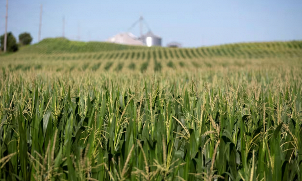 Giá ngô Mỹ sụt giảm do Trung Quốc chuyển sang Brazil