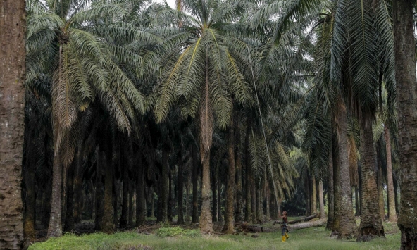 Cuộc khủng hoảng từ những cây cọ già