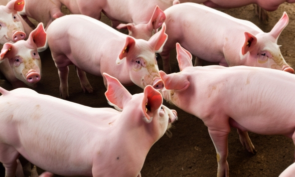 Giá heo hơi hôm nay 2/10: Giá heo có thể tang trong những ngày tới