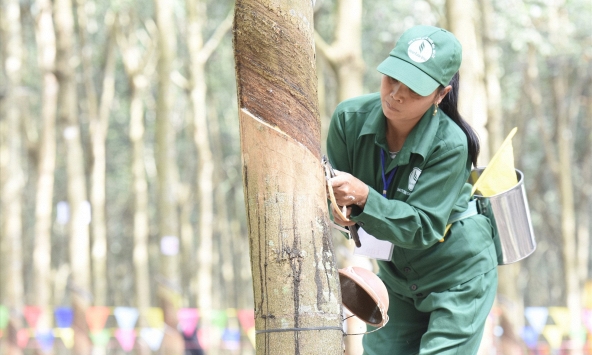 Giá cao su hôm nay 2/10: Tăng nhẹ trên sàn châu Á