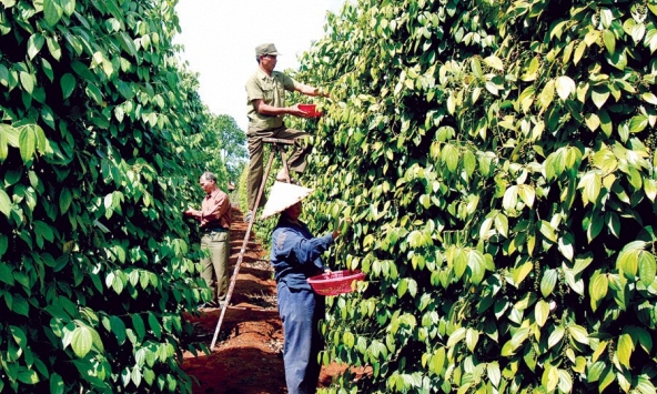 Giá tiêu hôm nay 2/10: Cao nhất tại Bà Rịa Vũng Tàu