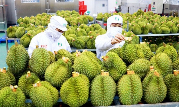 9 tháng, xuất khẩu rau quả ước đạt 4,2 tỷ USD