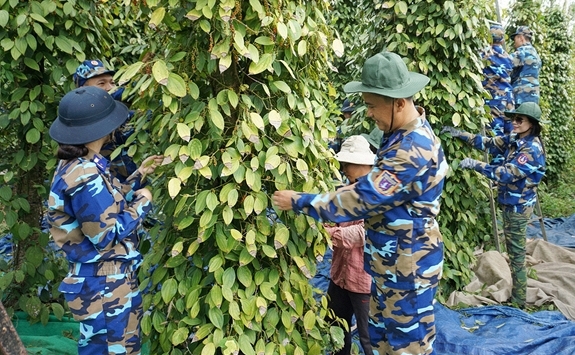 Giá tiêu hôm nay 3/10: Ổn định