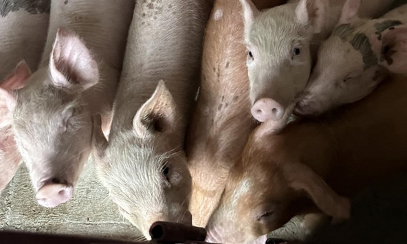 Giá heo hơi 4/10: ĐBSCL thấp nhất cả nước