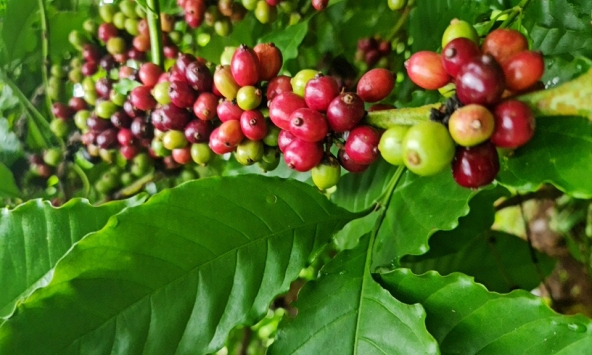 Giá cà phê hôm nay 3/10: Đi ngang