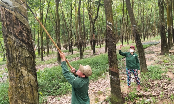 Giá cao su hôm nay 3/10: Tăng nhẹ trên sàn Thượng Hải
