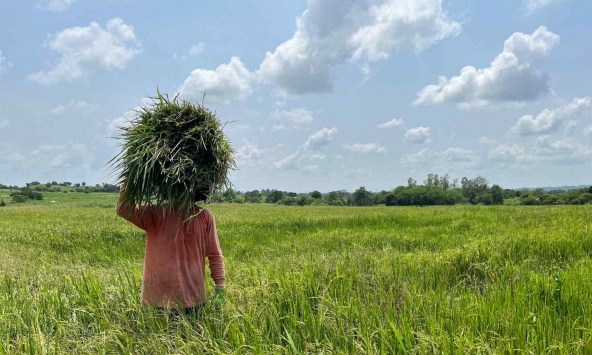 Nông dân Philippines 'buồn vui lẫn lộn' vì trần giá gạo