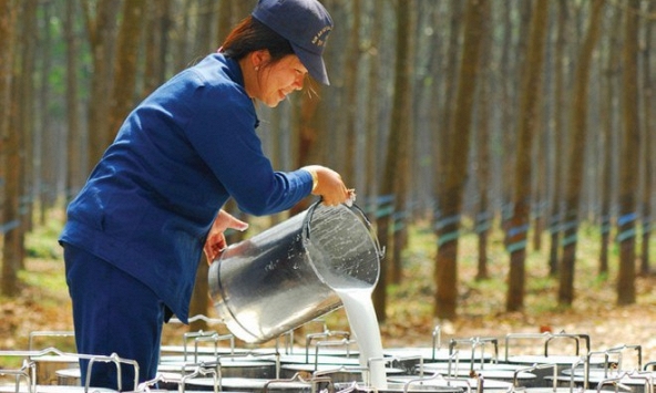 Xuất khẩu cao su tháng 9/2023 tăng về lượng, giảm về giá trị