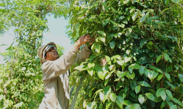 Giá tiêu hôm nay 4/10: Tiếp tục đứng giá