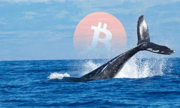 Cá voi tiền điện tử đang gom token nào?