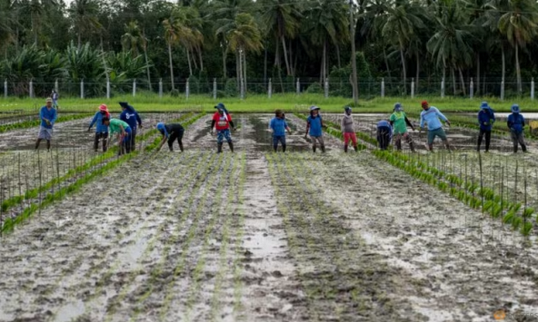 Tổng thống Philippines Marcos dỡ bỏ trần giá gạo