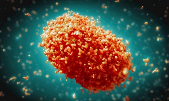 Phát hiện ca đậu mùa khỉ thứ 5 ở TP.HCM