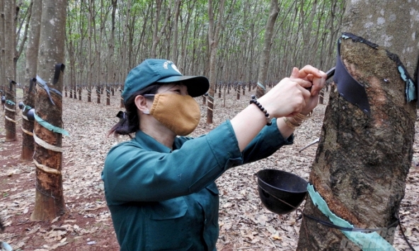 Giá cao su hôm nay 4/10: Biến động trái chiều