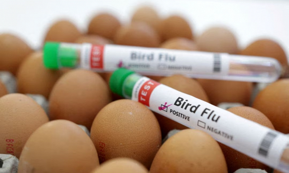 Mexico tuyên bố không còn cúm gia cầm H5N1