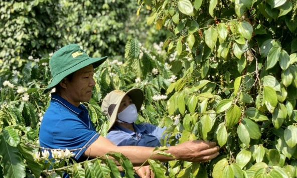 Giá tiêu hôm nay 5/10: Giảm 500 đồng/kg