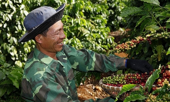 Giá cà phê hôm nay 5/10: Tiếp tục lao dốc