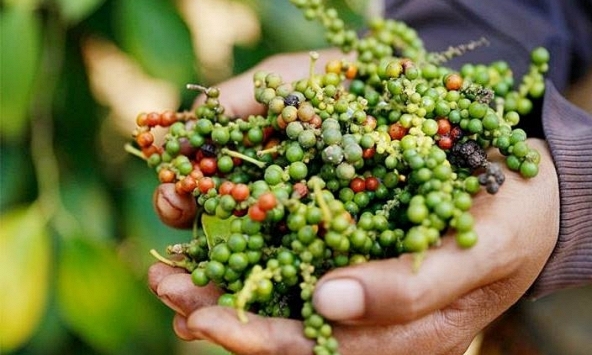 Giá tiêu hôm nay 6/10: Giảm ở một số địa phương