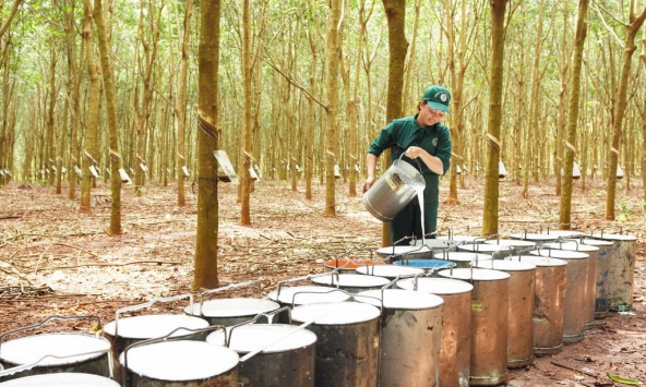 Giá cao su hôm nay 6/10: Đồng loạt tăng nhẹ