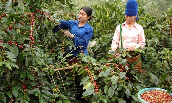 Giá cà phê hôm nay 6/10: Tiếp tục giảm