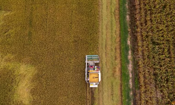 Malaysia hối thúc ASEAN ưu tiên xuất khẩu gạo nội khối