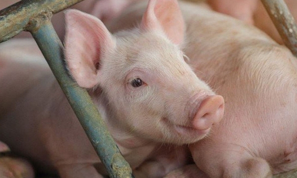 Giá heo hơi hôm nay 7/10: Sức ép từ dịch bệnh