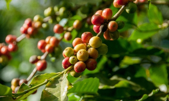 Giá cà phê hôm nay 10/10: Giảm 500 đồng/kg trên diện rộng