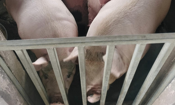 Giá heo hơi hôm nay 11/10: Giá heo tiếp tục đi ngang