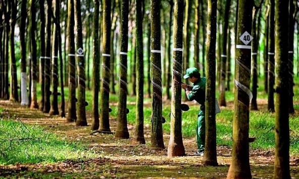 Giá cao su hôm nay 12/10: Tăng trên hai sàn châu Á