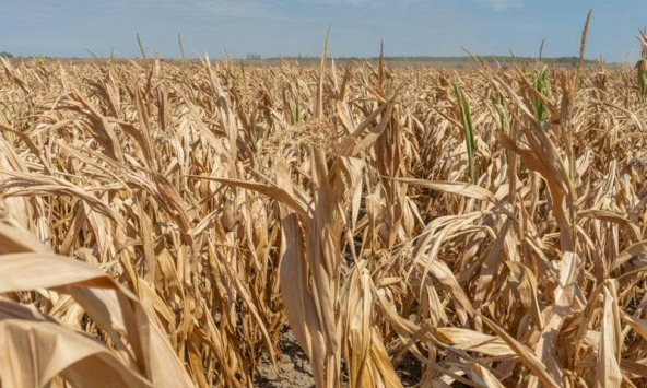 Các hiện tượng thời tiết cực đoan có thể khiến nền kinh tế toàn cầu thiệt hại 5.000 tỷ USD