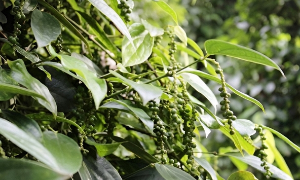 Giá tiêu hôm nay 12/10: Kém sôi động