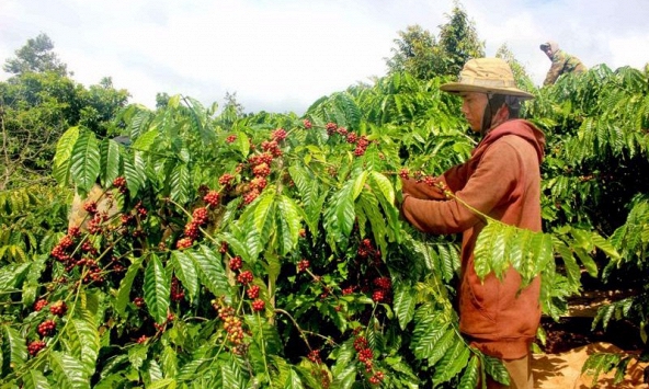 Giá cà phê hôm nay 12/10: Tiếp tục giảm