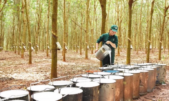 Giá cao su hôm nay 13/10: Tăng mạnh tại châu Á