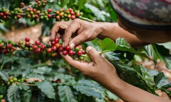 Giá cà phê hôm nay 13/10: Tăng nhẹ