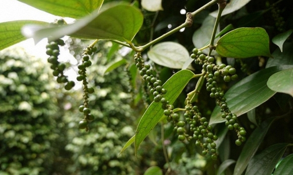 Giá tiêu hôm nay 13/10: Liên tục ở mức thấp, người trồng không mặn mà