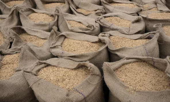 Ấn Độ gia hạn thuế xuất khẩu gạo đồ 20% đến tháng 3/2024