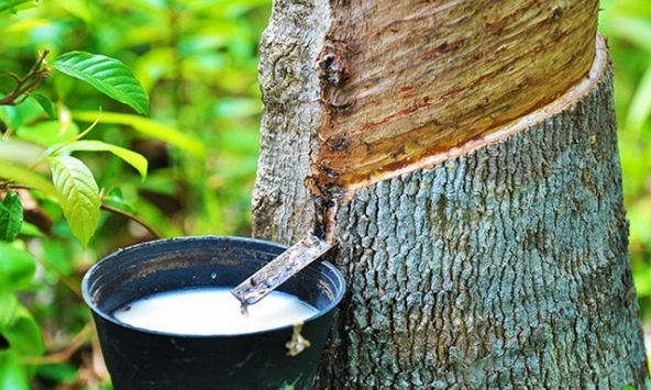 Giá cao su hôm nay 14/10: Tăng hơn 1% trên sàn châu Á