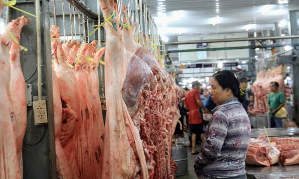 Giá heo hơi hôm nay 14/10: Miền Bắc đi ngang, miền Nam giảm nhẹ