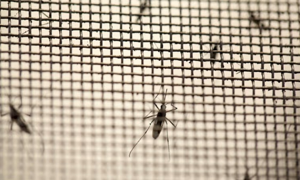 Tại sao số ca sốt xuất huyết ngày càng gia tăng trên toàn thế giới?