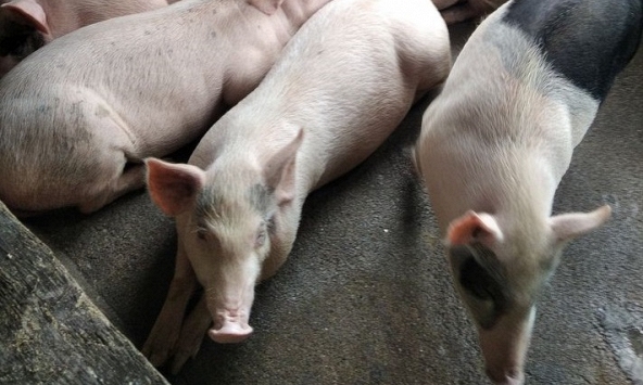 Giá heo hơi hôm nay 16/10: Thị trường giao dịch quanh ngưỡng 50.000 đồng/kg