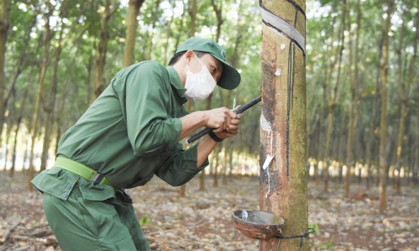 Giá cao su hôm nay 16/10: Tăng đột biến trên sàn Tokyo