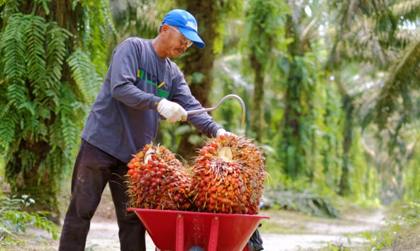 Nhà xuất khẩu dầu cọ Indonesia vật lộn với quy định mới của EU