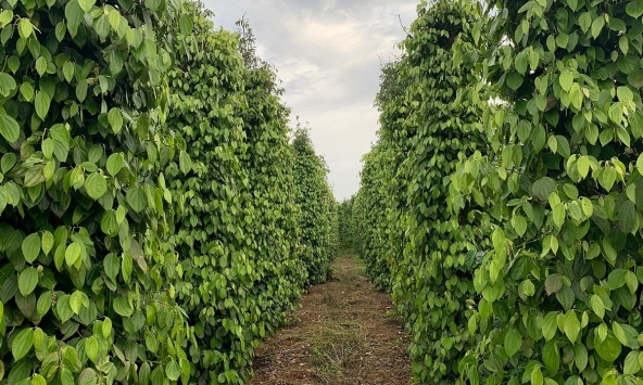 Giá tiêu hôm nay 18/10: Đi ngang