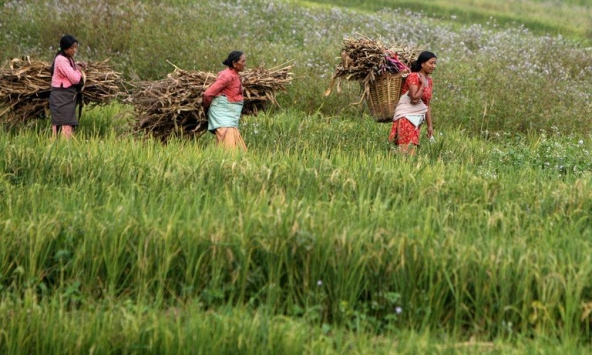 Nông dân Himalaya rối bời vì biến đổi khí hậu