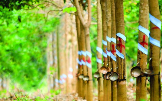 Giá cao su hôm nay 19/10: Đồng loạt giảm