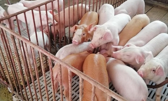 Giá heo hơi hôm nay 18/10: Miền Bắc rục rịch tăng