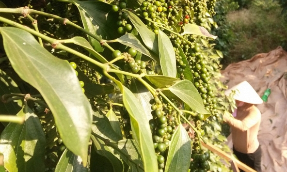 Giá tiêu hôm nay 20/10: Tiếp tục đi ngang