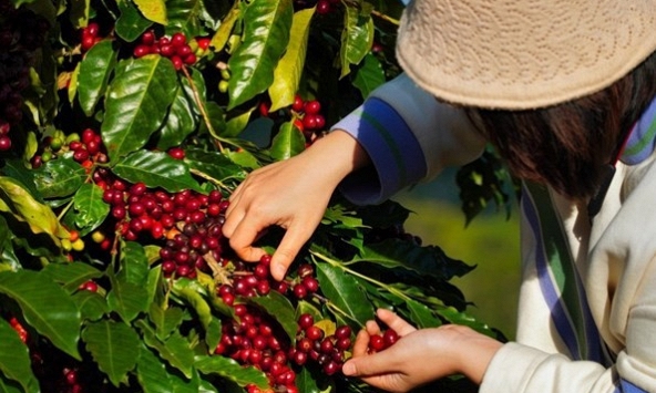 Giá cà phê hôm nay 21/10: Xu hướng tăng