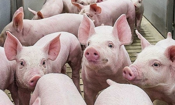 Giá heo hơi hôm nay 21/10: Các công ty cũng bắt đầu tăng giá heo