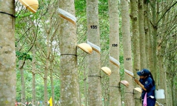 Giá cao su hôm nay 23/10: Biến động trái chiều