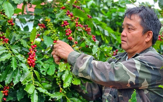 Giá cà phê hôm nay 23/10: Tăng nhẹ